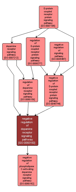 GO:0060160 - negative regulation of dopamine receptor signaling pathway (interactive image map)