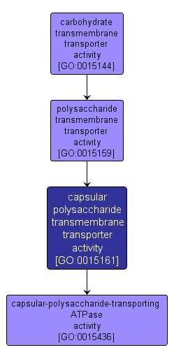 GO:0015161 - capsular polysaccharide transmembrane transporter activity (interactive image map)