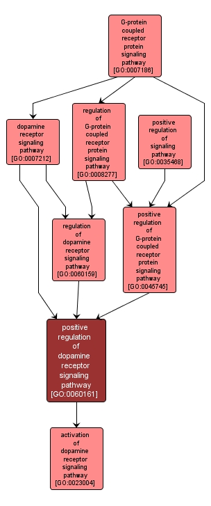 GO:0060161 - positive regulation of dopamine receptor signaling pathway (interactive image map)