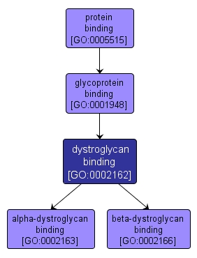GO:0002162 - dystroglycan binding (interactive image map)