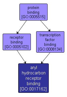 GO:0017162 - aryl hydrocarbon receptor binding (interactive image map)
