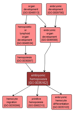 GO:0035162 - embryonic hemopoiesis (interactive image map)