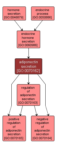 GO:0070162 - adiponectin secretion (interactive image map)