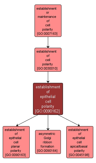 GO:0090162 - establishment of epithelial cell polarity (interactive image map)