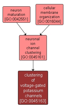 GO:0045163 - clustering of voltage-gated potassium channels (interactive image map)