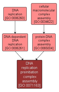 GO:0071163 - DNA replication preinitiation complex assembly (interactive image map)