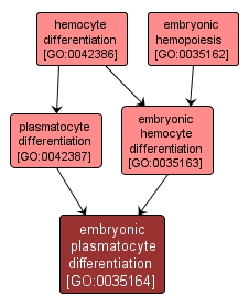 GO:0035164 - embryonic plasmatocyte differentiation (interactive image map)