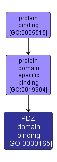 GO:0030165 - PDZ domain binding (interactive image map)