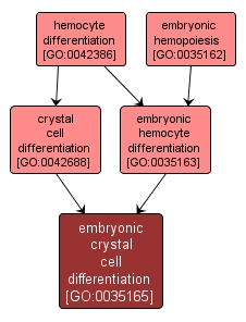 GO:0035165 - embryonic crystal cell differentiation (interactive image map)