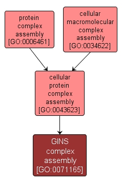 GO:0071165 - GINS complex assembly (interactive image map)