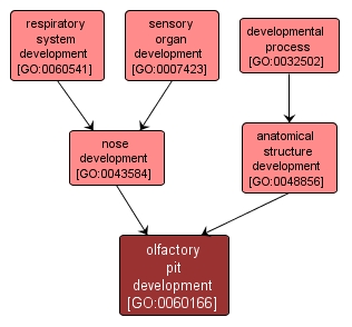 GO:0060166 - olfactory pit development (interactive image map)