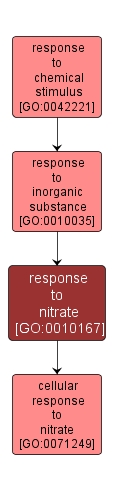 GO:0010167 - response to nitrate (interactive image map)