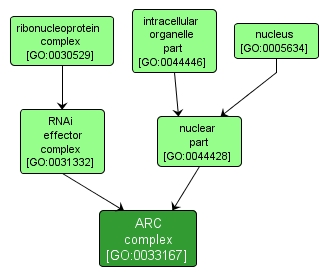 GO:0033167 - ARC complex (interactive image map)
