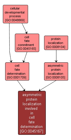 GO:0045167 - asymmetric protein localization involved in cell fate determination (interactive image map)