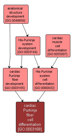 GO:0003168 - cardiac Purkinje fiber cell differentiation (interactive image map)