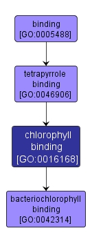 GO:0016168 - chlorophyll binding (interactive image map)