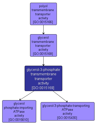 GO:0015169 - glycerol-3-phosphate transmembrane transporter activity (interactive image map)