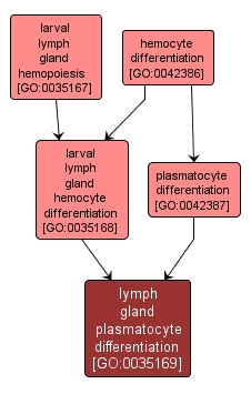 GO:0035169 - lymph gland plasmatocyte differentiation (interactive image map)