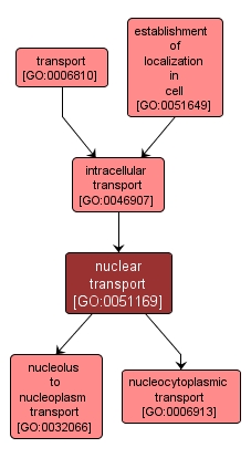 GO:0051169 - nuclear transport (interactive image map)