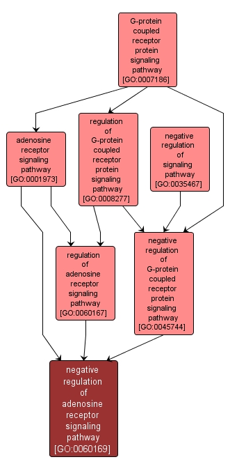 GO:0060169 - negative regulation of adenosine receptor signaling pathway (interactive image map)
