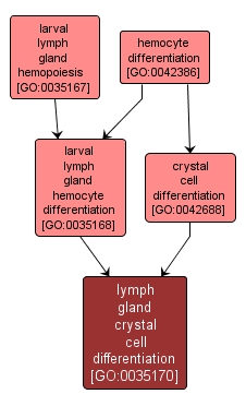 GO:0035170 - lymph gland crystal cell differentiation (interactive image map)