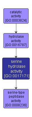 GO:0017171 - serine hydrolase activity (interactive image map)
