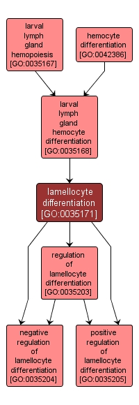 GO:0035171 - lamellocyte differentiation (interactive image map)