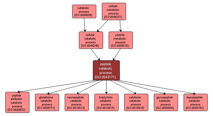 GO:0043171 - peptide catabolic process (interactive image map)