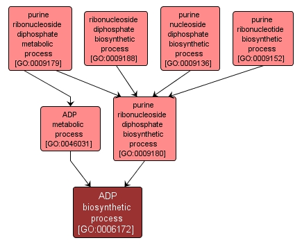 GO:0006172 - ADP biosynthetic process (interactive image map)