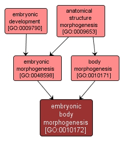 GO:0010172 - embryonic body morphogenesis (interactive image map)