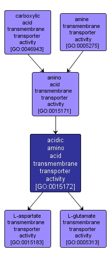 GO:0015172 - acidic amino acid transmembrane transporter activity (interactive image map)