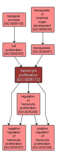 GO:0035172 - hemocyte proliferation (interactive image map)