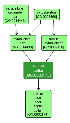 GO:0032173 - septin collar (interactive image map)