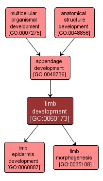 GO:0060173 - limb development (interactive image map)