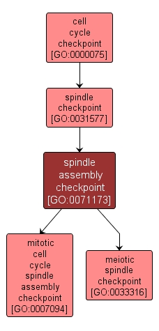 GO:0071173 - spindle assembly checkpoint (interactive image map)