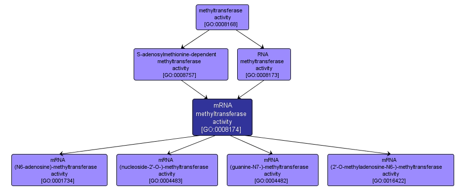 GO:0008174 - mRNA methyltransferase activity (interactive image map)