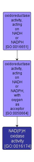 GO:0016174 - NAD(P)H oxidase activity (interactive image map)