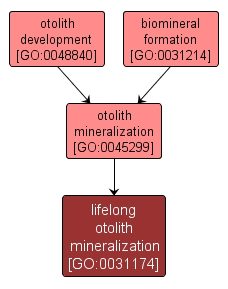 GO:0031174 - lifelong otolith mineralization (interactive image map)