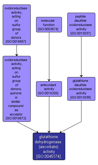GO:0045174 - glutathione dehydrogenase (ascorbate) activity (interactive image map)