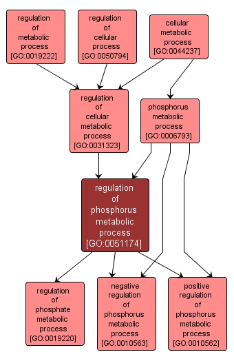 GO:0051174 - regulation of phosphorus metabolic process (interactive image map)
