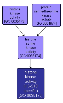 GO:0035175 - histone kinase activity (H3-S10 specific) (interactive image map)