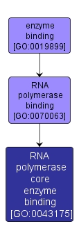GO:0043175 - RNA polymerase core enzyme binding (interactive image map)