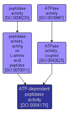 GO:0004176 - ATP-dependent peptidase activity (interactive image map)