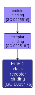 GO:0005176 - ErbB-2 class receptor binding (interactive image map)