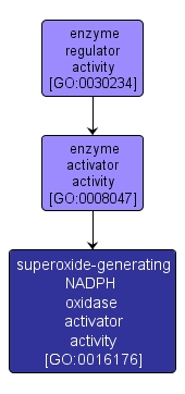 GO:0016176 - superoxide-generating NADPH oxidase activator activity (interactive image map)