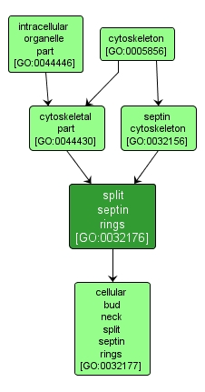 GO:0032176 - split septin rings (interactive image map)