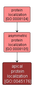 GO:0045176 - apical protein localization (interactive image map)