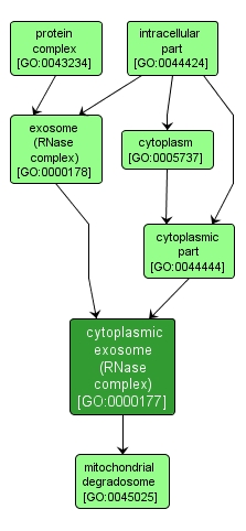 GO:0000177 - cytoplasmic exosome (RNase complex) (interactive image map)