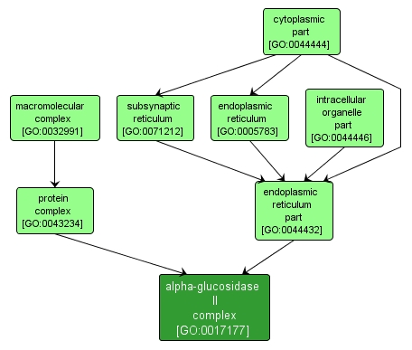 GO:0017177 - alpha-glucosidase II complex (interactive image map)