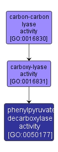 GO:0050177 - phenylpyruvate decarboxylase activity (interactive image map)